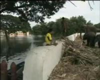 Kawanan Gajah Terjebak Banjir