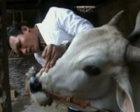 Sidak Hewan Qurban, Petugas Temukan Sapi Cacat