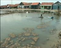 Petani Tambak Berlomba-lomba Budidaya Rumput Laut