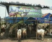 Petugas Temukan Hewan Kurban Berpenyakit Dijual