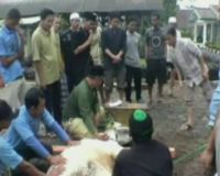 Nazriel Irham Sumbang Sapi