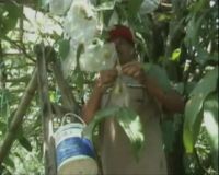 Desa Penghasil Jambu Merah Delima