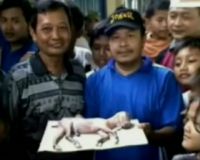 Bayi Sapi Ditemukan Pada Perut Sapi Jantan