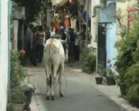 Sapi Seruduk Warga, 7 Orang Terluka