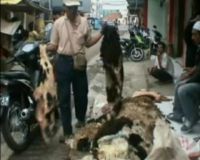 Berburu Kulit Hewan Kurban
