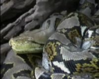Usai Komodo, Giliran Ular Phyton Mati