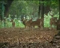 Kekeringan, Nasib Rusa Monas Memperihatinkan