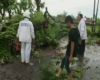 Puting Beliung Sebabkan Puluhan Pohon Tumbang  