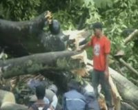 3 Orang Tewas Tertimpa Pohon Tumbang