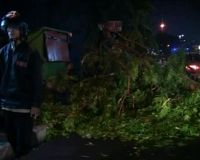 Pohon Tumbang Akibat Hujan
