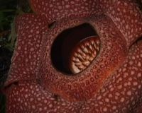 Bunga Rafflesia Mekar di Bengkulu