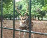 Pemindahan Rusa ke Ragunan