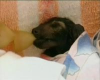 Perawatan Bayi Kelelawar yang Terlantar