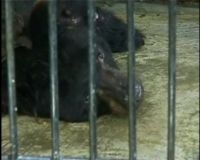 Beruang Grizzly Kena Kanker Kulit