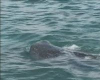 Belasan Ikan Hiu Tutul Berkeliaran di Perairan Laut Utara
