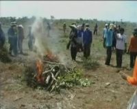 Tolak Tamanan Baru, Massa Petani Bakar Lahan