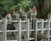 Bekantan Mati Jatuh dari Pohon