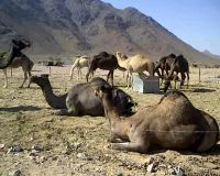 Wisata Susu Unta di Madinah  