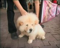 Lomba Anjing Lucu