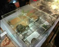 Festival Reptil 2011