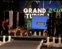 Kontes Anjing Kutub di Makassar
