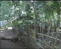 Jamur Raksasa Tumbuh Segar