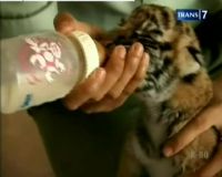 Kelahiran Bayi Satwa, Kado Taman Safari