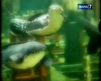 Liburan di Taman Ikan, Batu, Malang