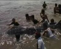 Ikan Hiu Raksasa Gemparkan Wisatawan