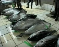 Ikan Tuna, Kaya Iodium Cegah Gondok