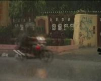 Hujan Badai Tumbangkan Pohon Besar