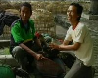 Kontes Ayam Dibubarkan