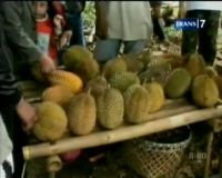 Festival 1500 Durian Lolong