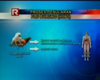 Ancaman Virus Flu Burung