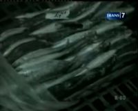 Ironis, 17 Ton Ikan Impor Banjiri Pasar Tradisional