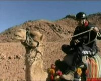Belajar Naik Unta Di Negeri Pyramid