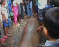 Dugong 2,8 Meter Ditangkap Nelayan