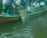 Manusia Dimangsa Buaya Sungai 
