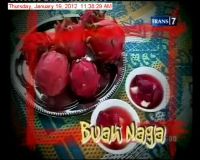 Buah Naga, Buah Bersisik Penjaga Stamina 