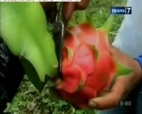Imlek Buah Naga Si Pembawa Keberuntungan Laris Manis 