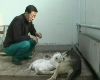 Anak Harimau Menyusu Anjing