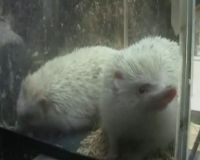 Landak Mini Albino, Hewan Berduri Jadi Primadona 