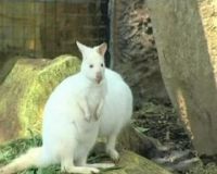 Kangguru Albino yang Lucu dan Menggemaskan