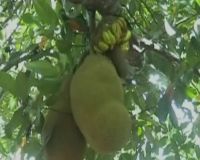 Pohon Nangka Berbuah Pisang 