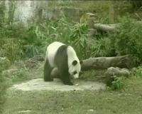 Menanti Kehamilan Panda Raksasa 