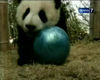 Melatih Panda Dengan Atraksi 