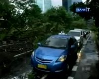 Pohon Tumbang Setelah Hujan Angin 