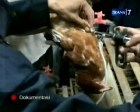 Indonesia Belum Bebas Flu Burung 