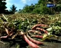 Kacang Merah, Ampuh Turunkan Berat Badan 