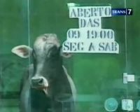 Sapi Mengamuk, Petugas Satpol PP Dibawa Lari